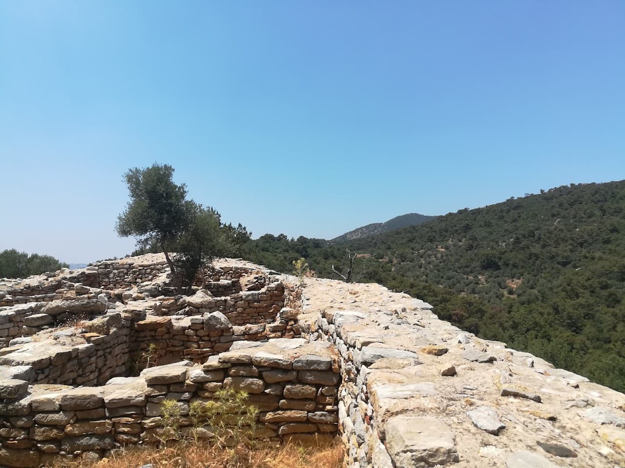Pedesa T11 Tümülüsü
