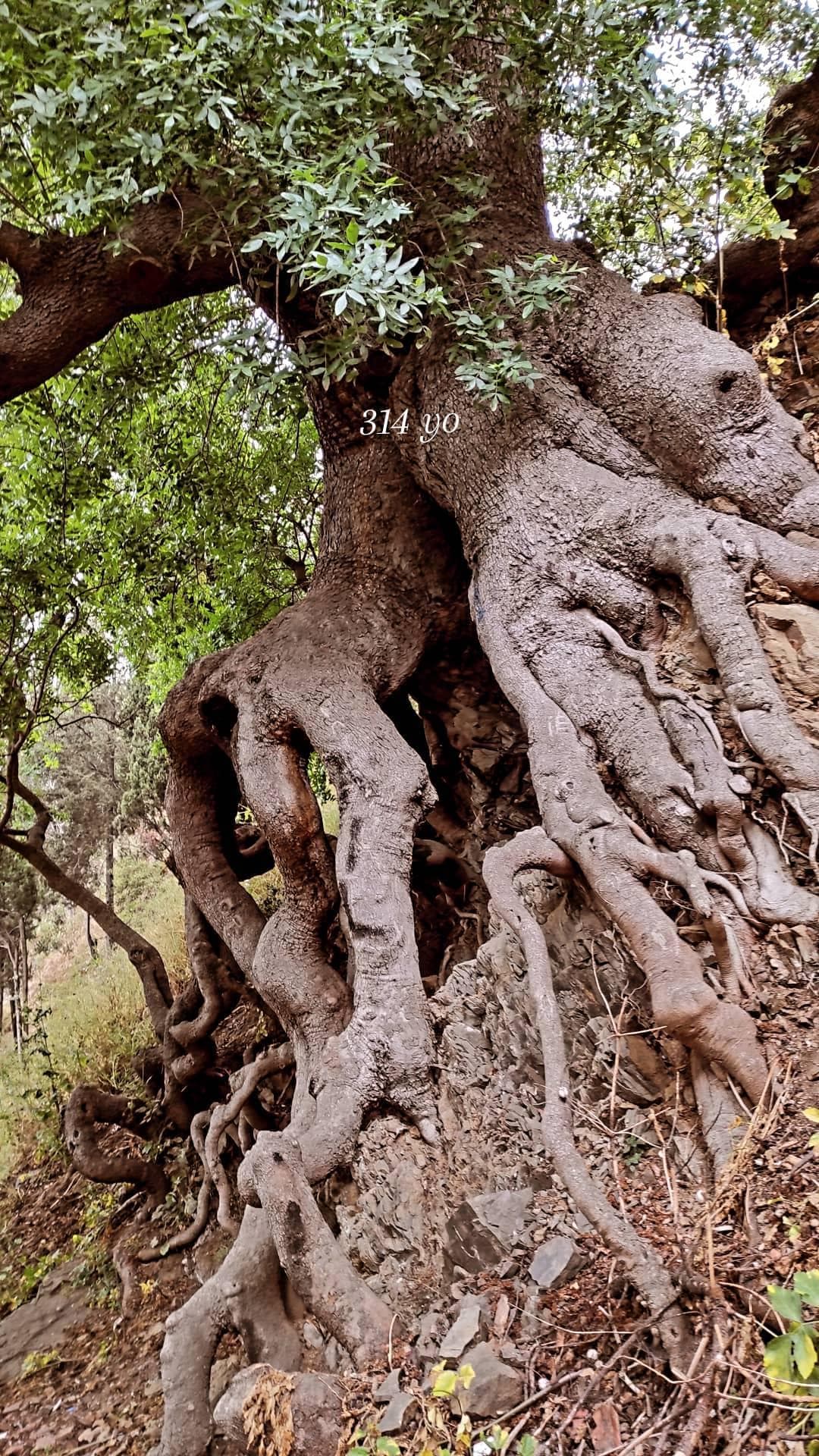 Sakız Ağacı, Salacak Sahil Yolu